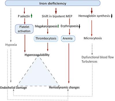 Iron deficiency anemia and thrombosis risk in children—revisiting an old hypothesis